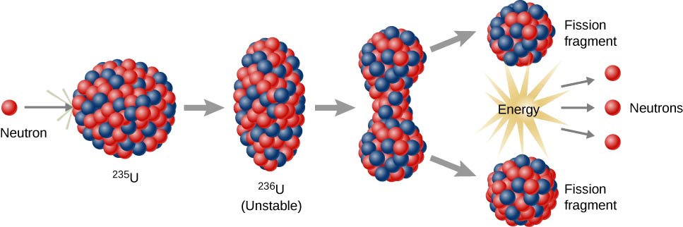 يتم عرض عملية الانشطار على مراحل. يصطدم نيوترون بالنواة الدائرية لـ 235 U، وتصبح النواة بيضاوية الشكل، تحمل العلامة 236 U، غير مستقرة. بعد ذلك، يطور بدايات الشق في المنتصف. ثم ينقسم إلى نواتين، كل منهما عبارة عن جزء من الانشطار. تطلق هذه المرحلة الأخيرة أيضًا الطاقة والنيوترونات.