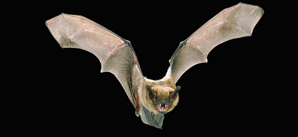 图为一张翅膀宽阔的飞行蝙蝠的照片。