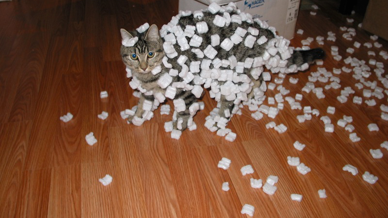 A photograph of a cat covered with Styrofoam peanuts